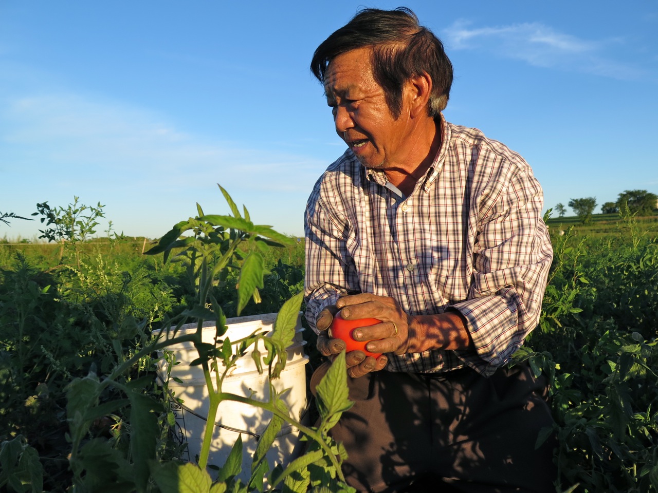 A man harvesting a tomato.