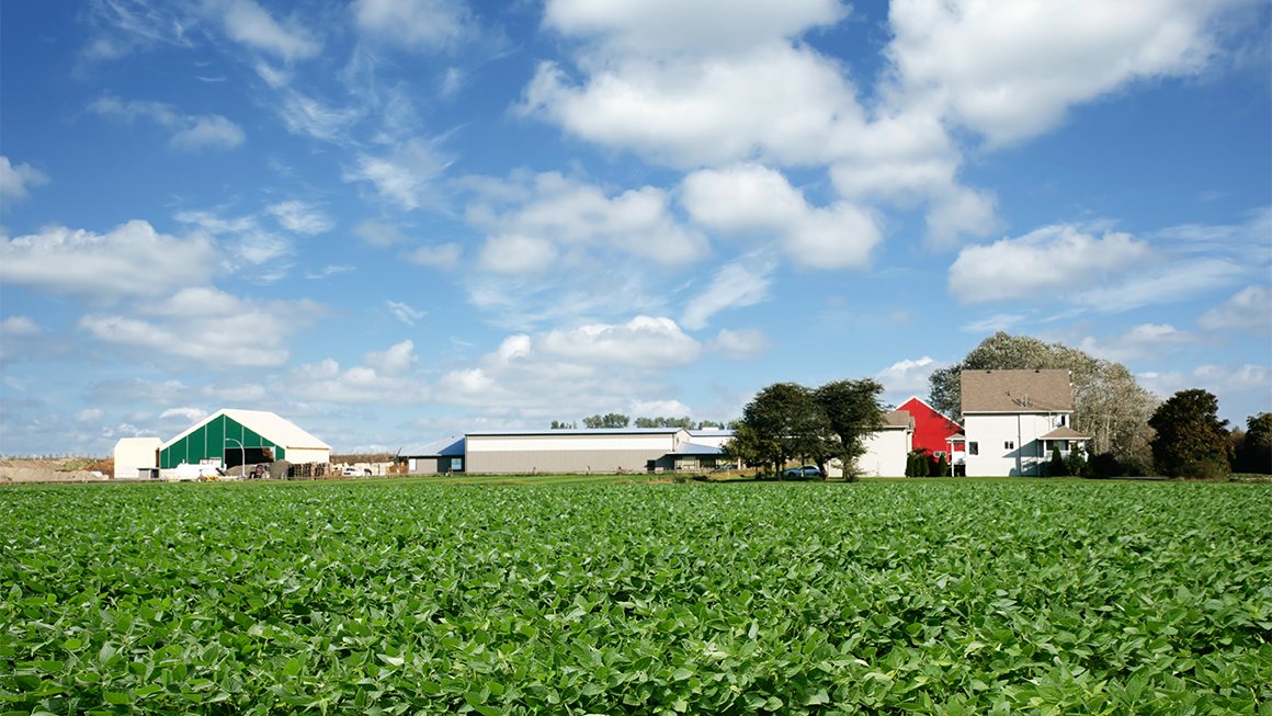 Photo of a combine harvesting soybeans on a farm in Illinois. 