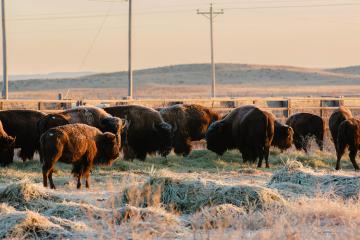 Buffalo transported from Wind Cave State Park.