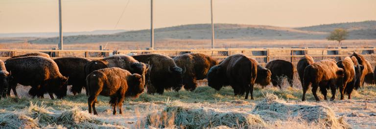 Revitalizing a Tribal Economy through Cultural Connection | Urban Institute