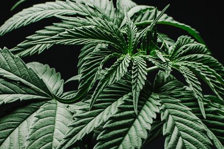 Media Name: shutterstock_204901894.jpg