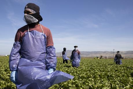 Farm laborers from Fresh Harvest working with an H-2A visa maintain a safe distance as a machine is moved on April 27, 2020 in Greenfield, California.