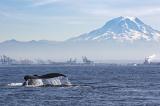 A wide shot of an ocean with a whale fin in sight and mountains in the back.
